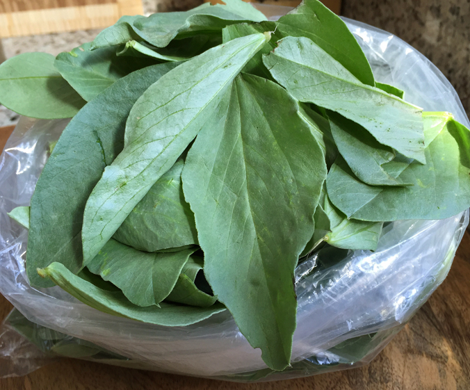 Fresh fava leaves from the San Mateo Farmers' Market