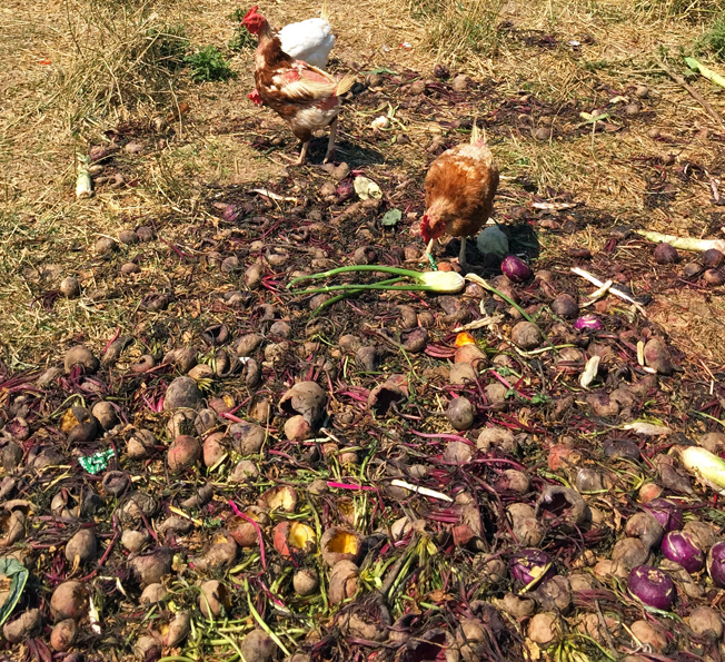 No food waste: Fifth Crow Farm's pasture-raised chickens dine on greens, beets, kohlrabi, and fennel